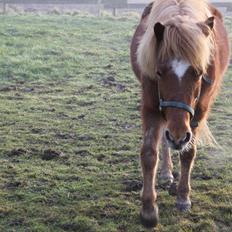 Islænder Tigla Fra Skuldnord