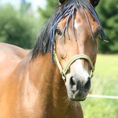 Westfaler Lianto 2 B-Hest