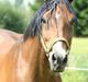 Westfaler Lianto 2 B-Hest