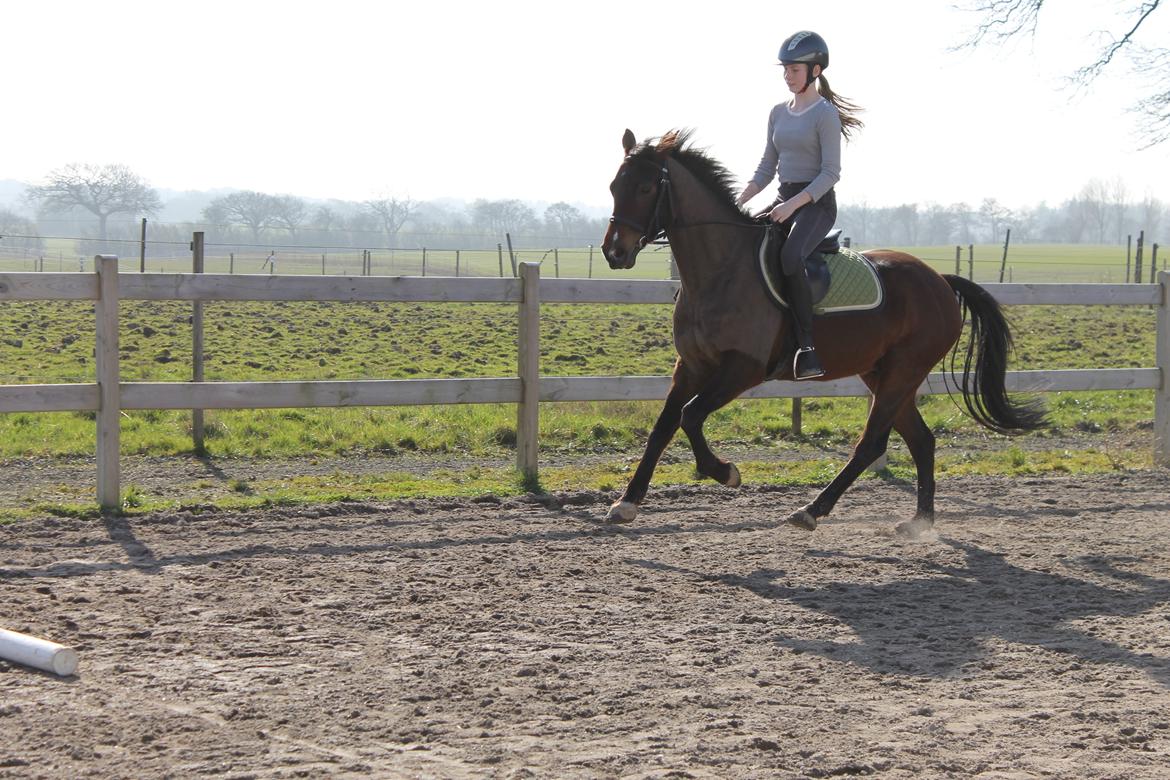 DSP Baskærlunds Werono (Tidl. lånepony) - Træning d. 9/3-14 Fotograf: mor billede 9