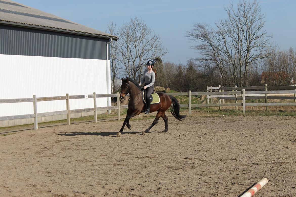 DSP Baskærlunds Werono (Tidl. lånepony) - Træning d. 9/3-14 Fotograf: mor billede 12