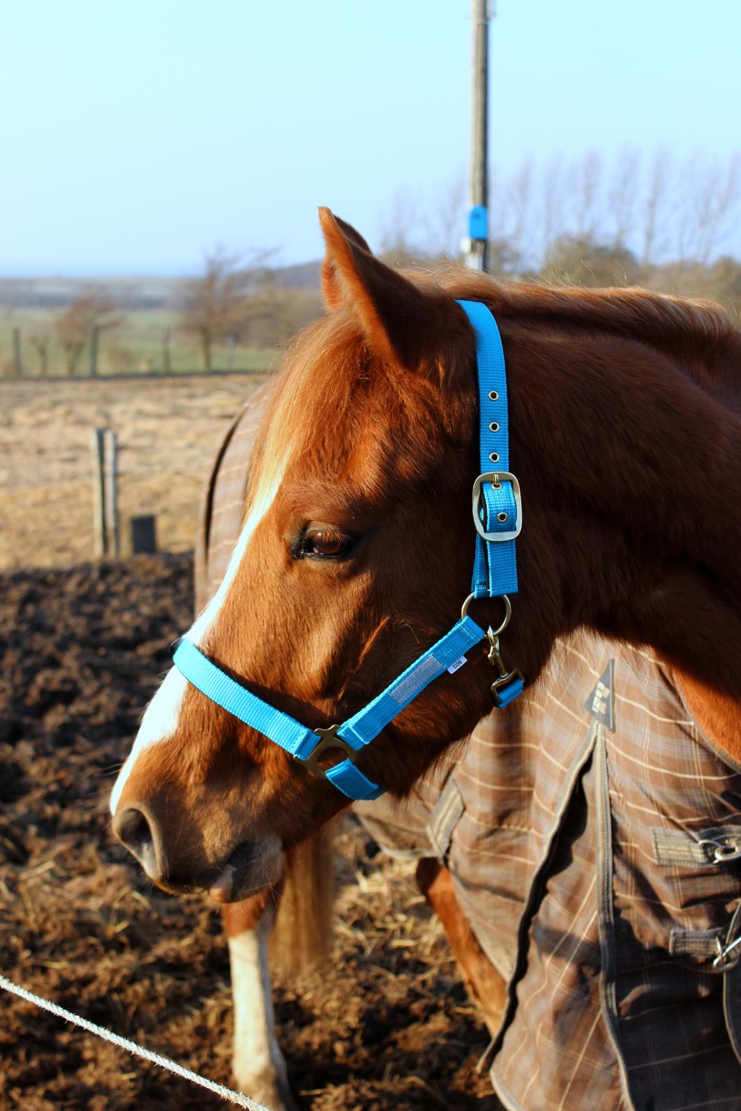 DSP Nørretelling's Ballou - Babyhesten med hans nye flotte grime købt på H&R messe 2014 - Foto: Mig billede 30