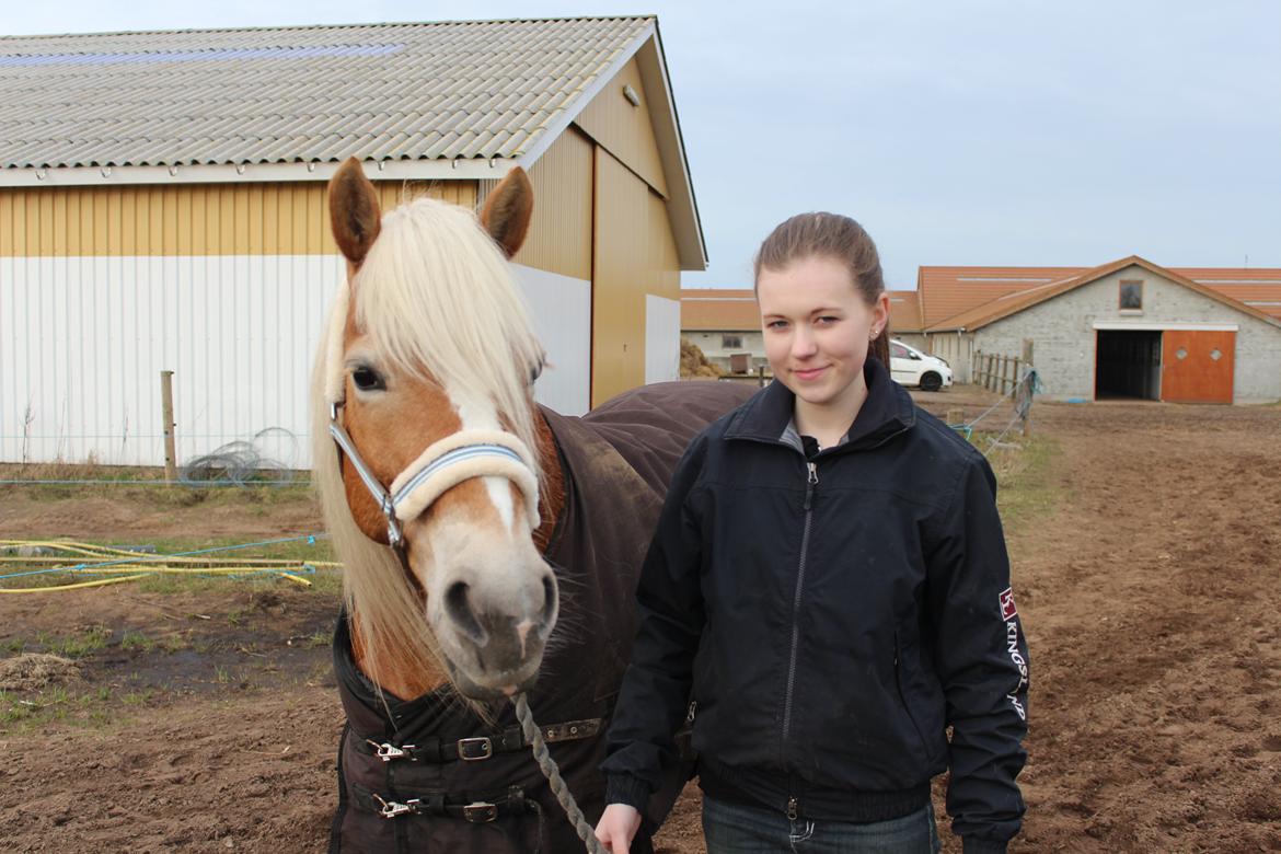 Haflinger Kim Van de mini Hoeve billede 2