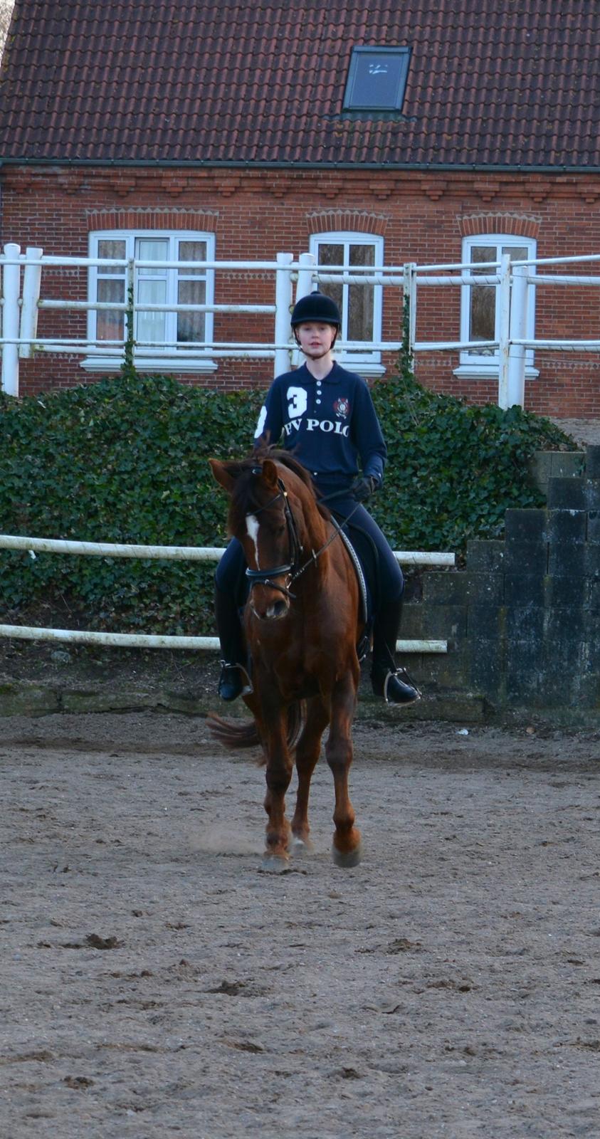 Hannoveraner Felina billede 7