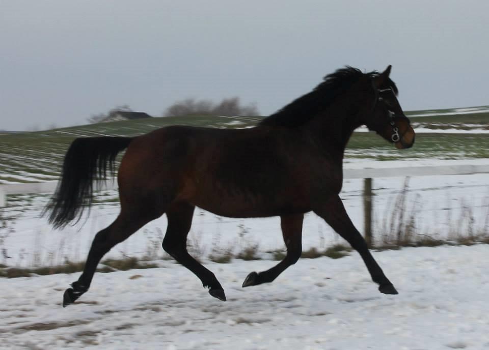 Anden særlig race Mademoiselle Bayonne - Vinteren 2013  billede 9