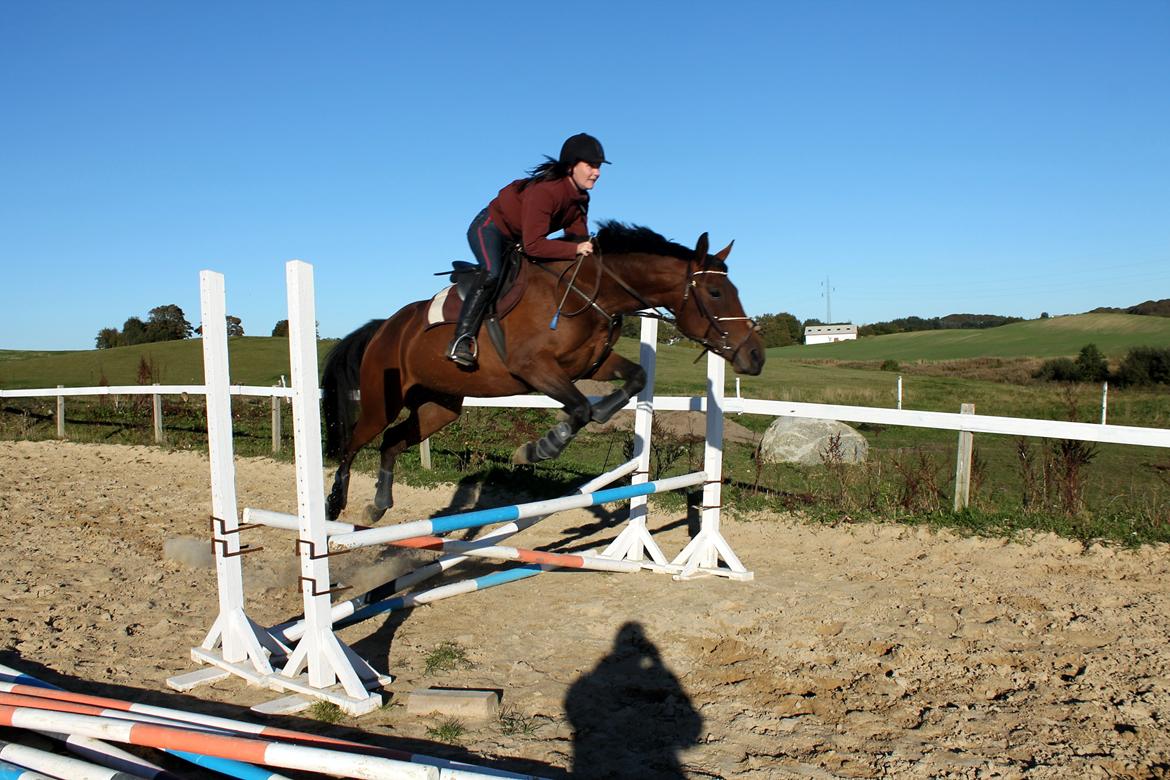 Anden særlig race Mademoiselle Bayonne - 2 gang bette pigen springer med rytter billede 4