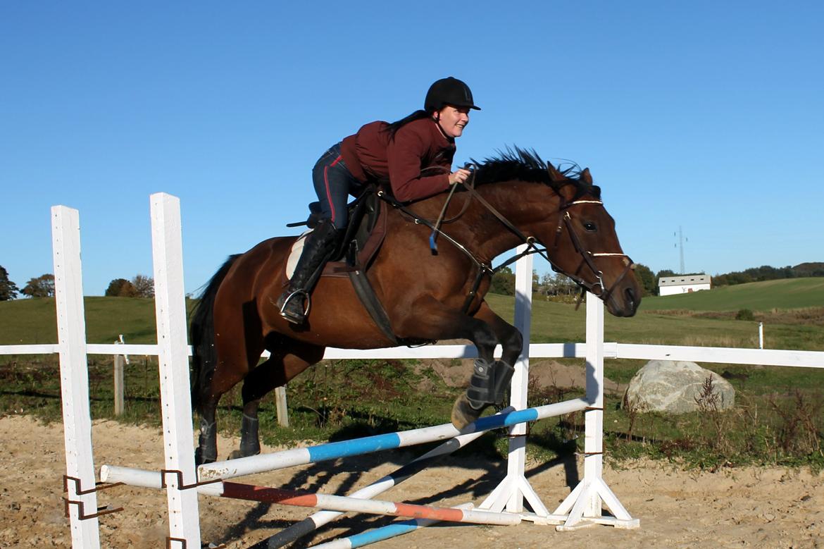 Anden særlig race Mademoiselle Bayonne - 2 gan bette pigen springer med rytter billede 5