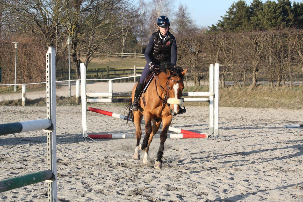 Dansk Varmblod Mulan *Lille Pigen* billede 33