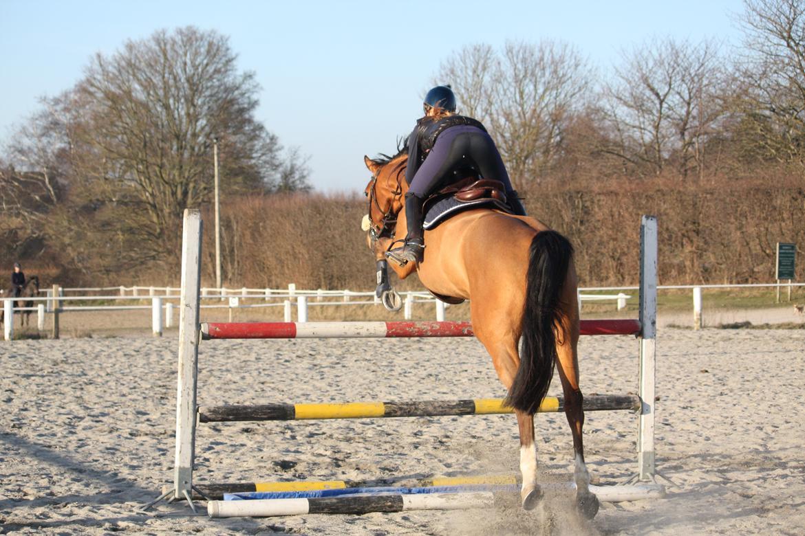 Dansk Varmblod Mulan *Lille Pigen* billede 35