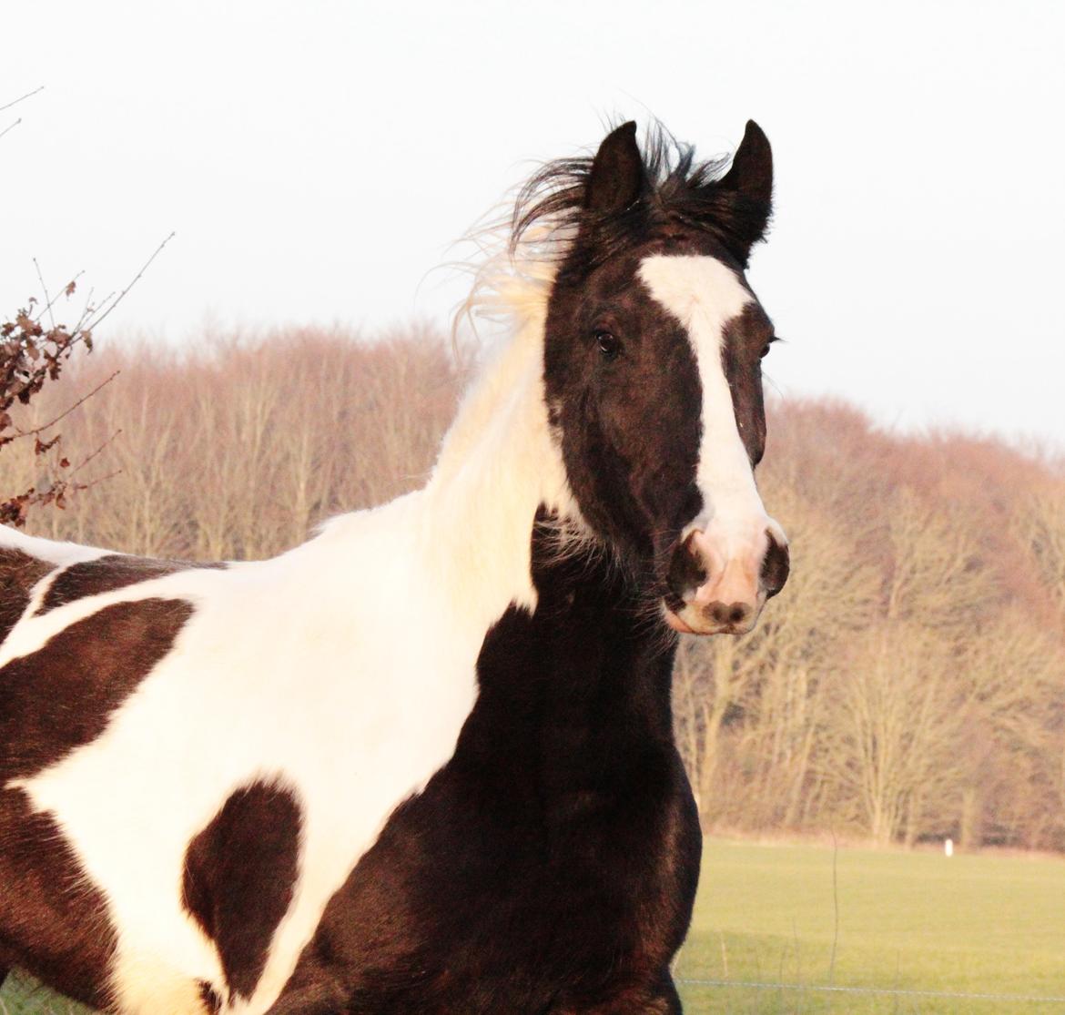 Irish Cob Hauge's Gilroy billede 43