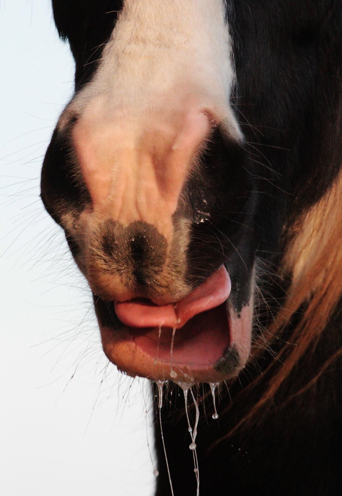 Irish Cob Hauge's Gilroy billede 45