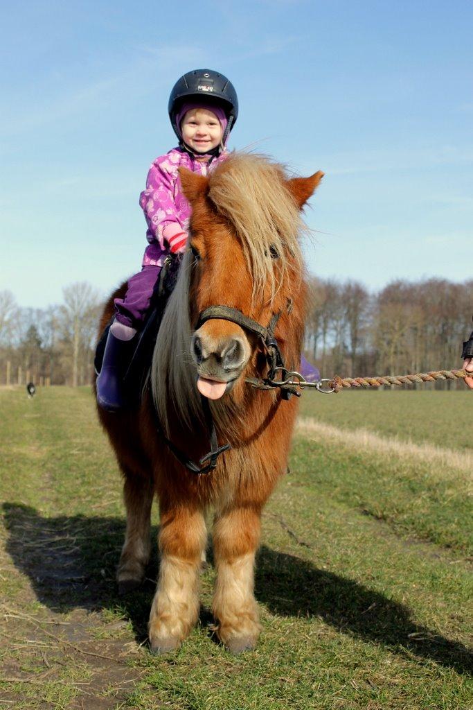 Shetlænder Jack aka. LilleSkid billede 13