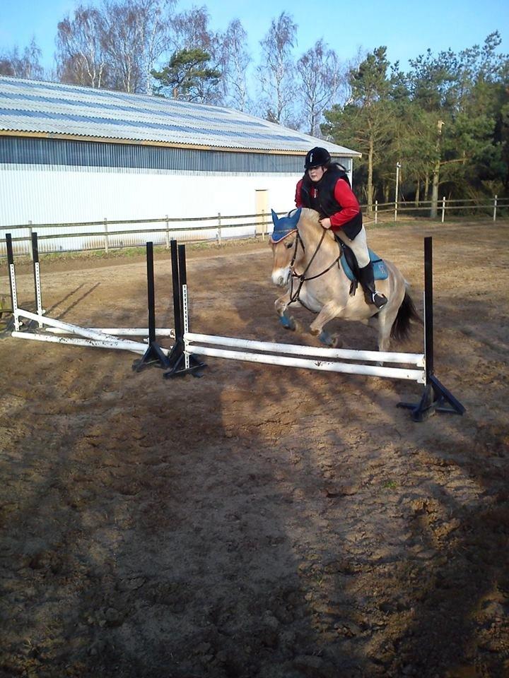 Fjordhest Hjorthøj´s Note billede 37