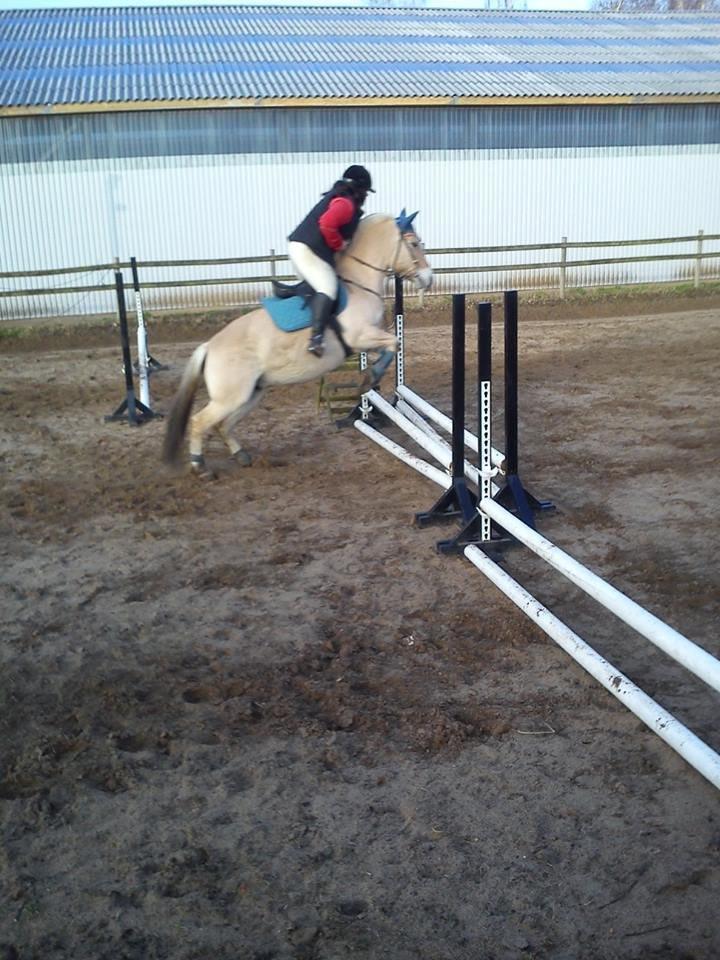 Fjordhest Hjorthøj´s Note billede 39