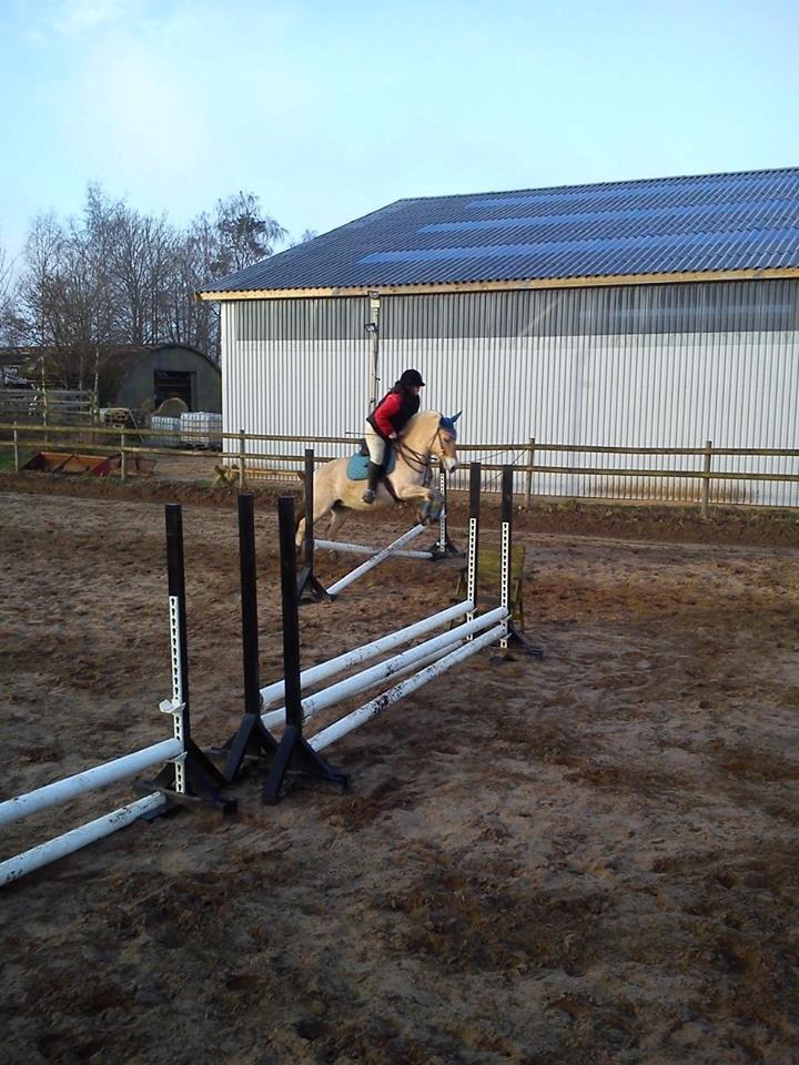 Fjordhest Hjorthøj´s Note billede 40