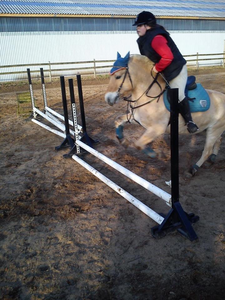 Fjordhest Hjorthøj´s Note billede 38