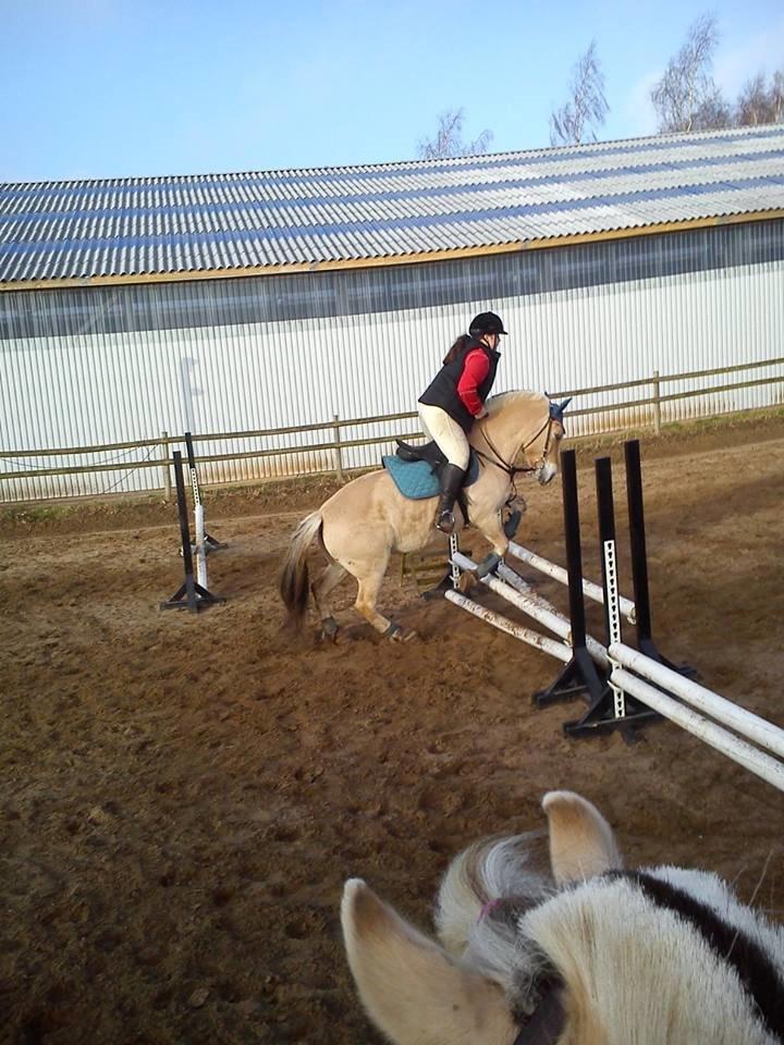 Fjordhest Hjorthøj´s Note billede 41