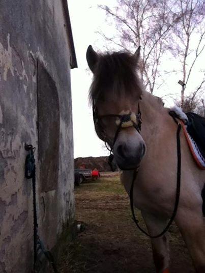 Fjordhest Tango!&lt;3 - Min s&#248;de dreng!&lt;3 billede 13