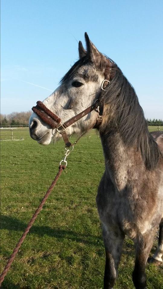 Anden særlig race Pegasus billede 12