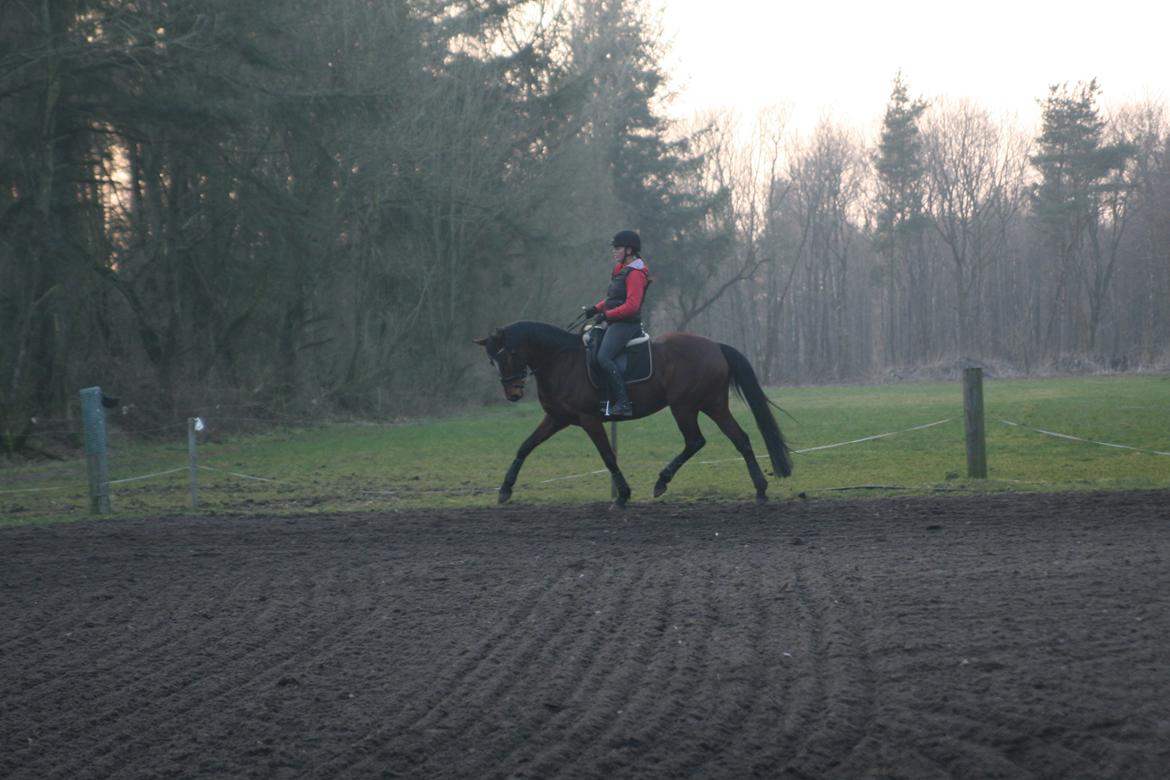 Trakehner Lady [Tidl. hest] - 16) billede 16