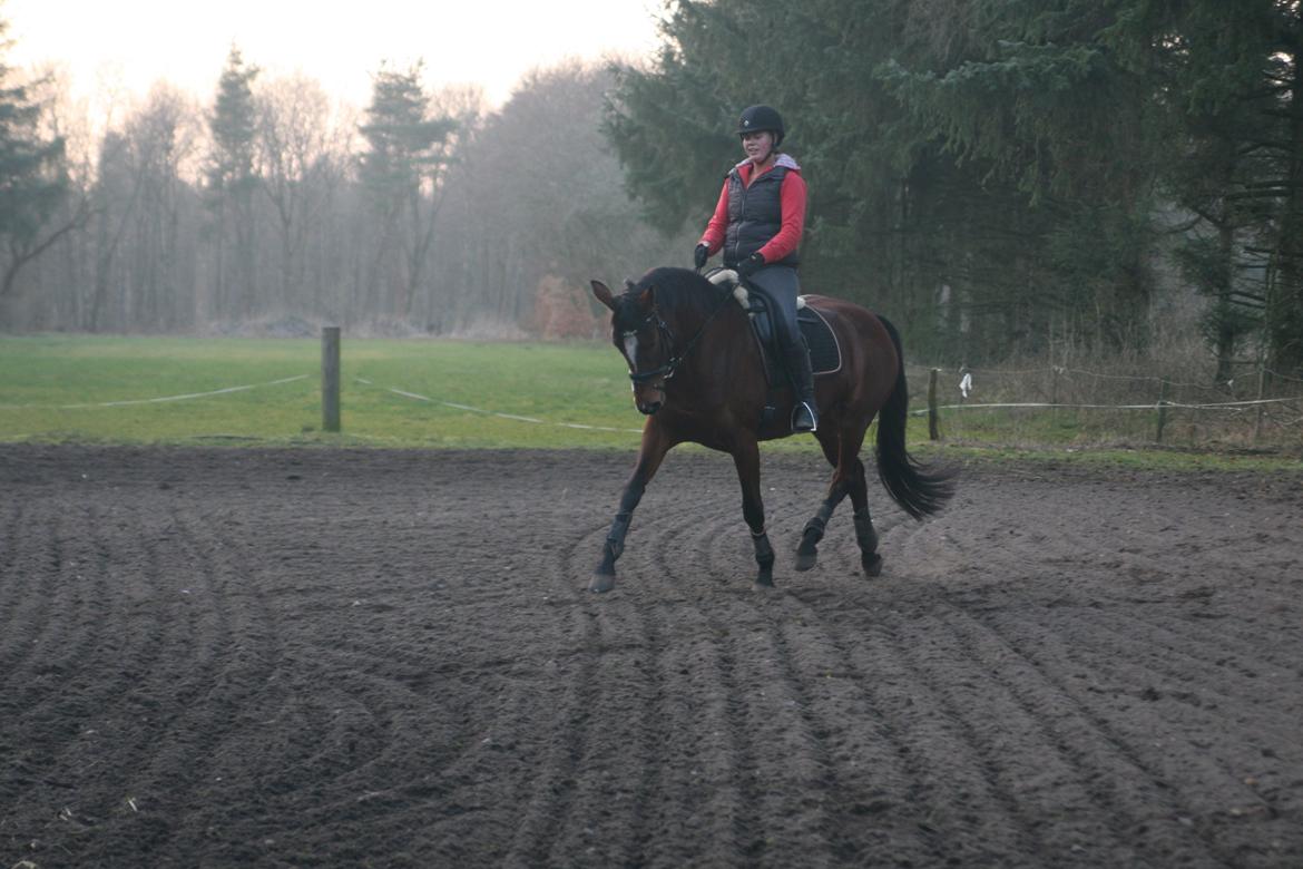 Trakehner Lady [Tidl. hest] - 18) billede 18