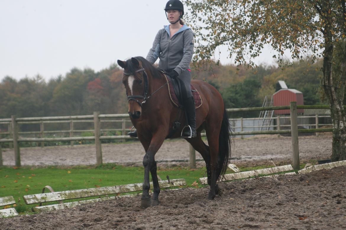 Trakehner Lady [Tidl. hest] - 14) billede 14