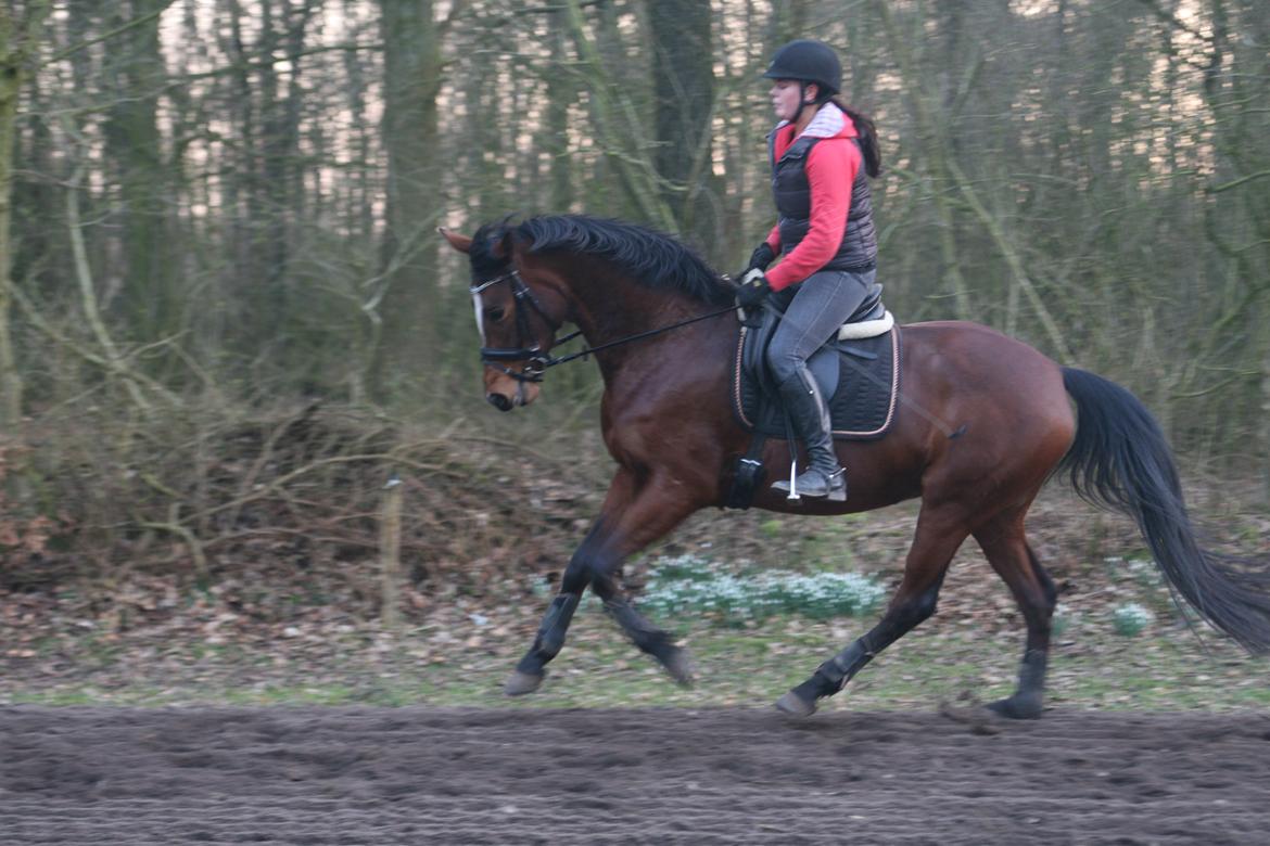 Trakehner Lady [Tidl. hest] - 20) billede 20