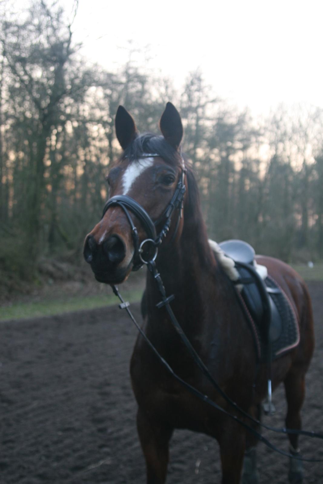 Trakehner Lady [Tidl. hest] - 7) billede 7