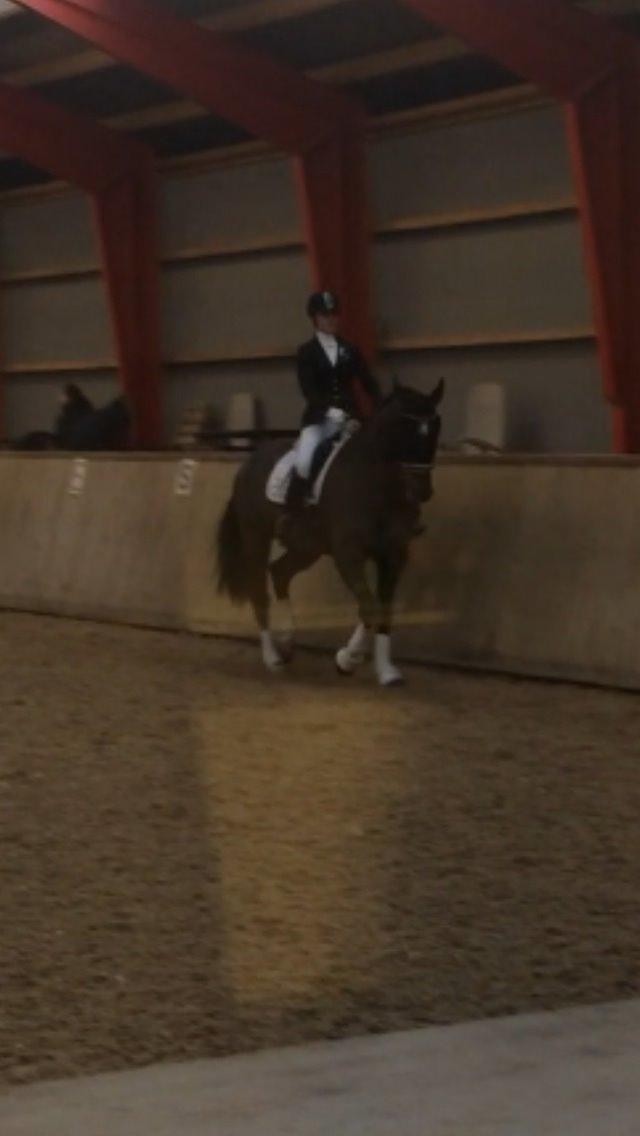 Dansk Varmblod Molly af Brorstrup billede 21