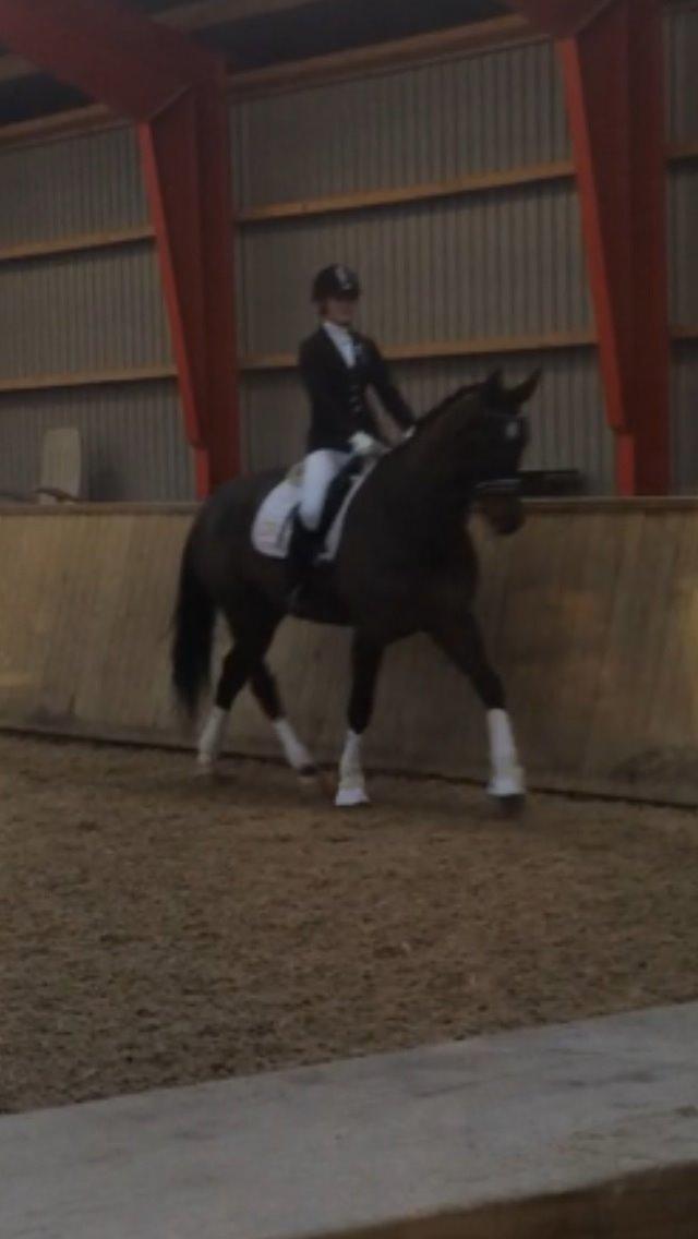 Dansk Varmblod Molly af Brorstrup billede 22