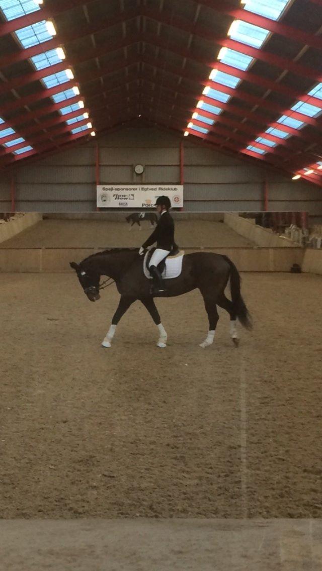 Dansk Varmblod Molly af Brorstrup billede 23