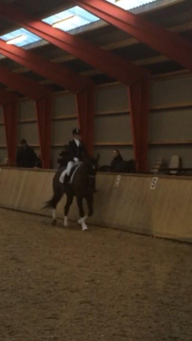 Dansk Varmblod Molly af Brorstrup billede 24