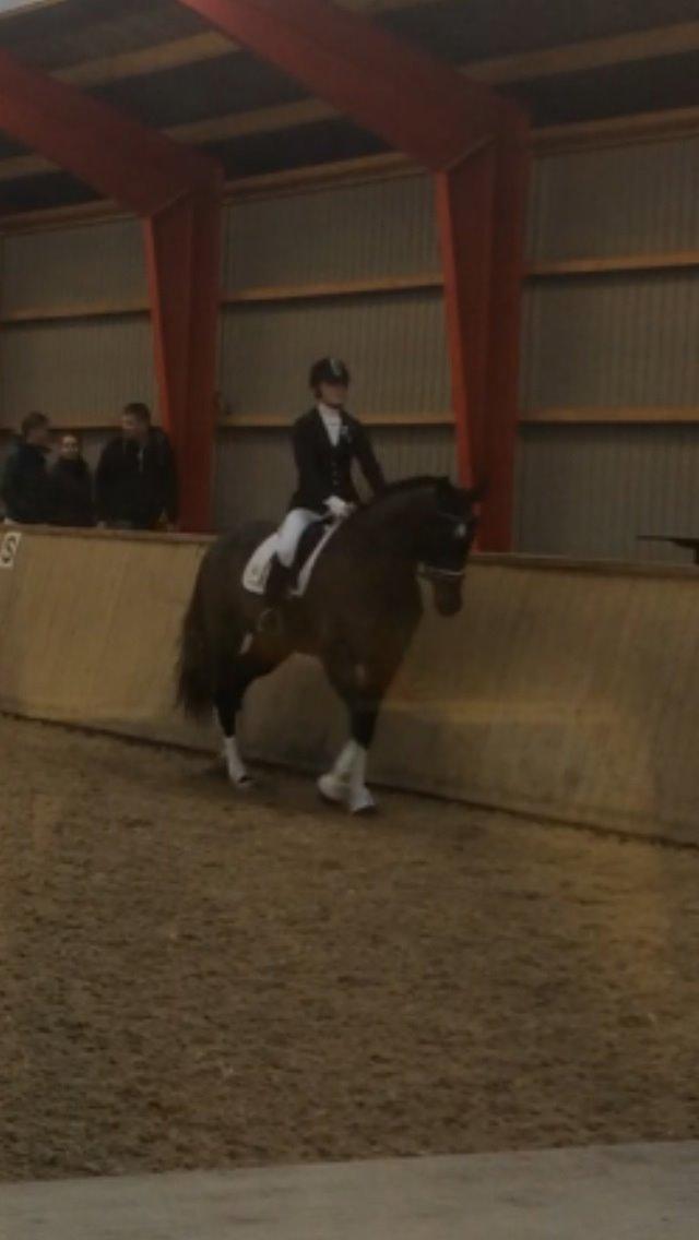 Dansk Varmblod Molly af Brorstrup billede 25