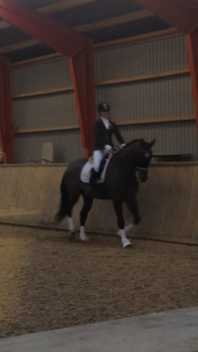 Dansk Varmblod Molly af Brorstrup billede 26