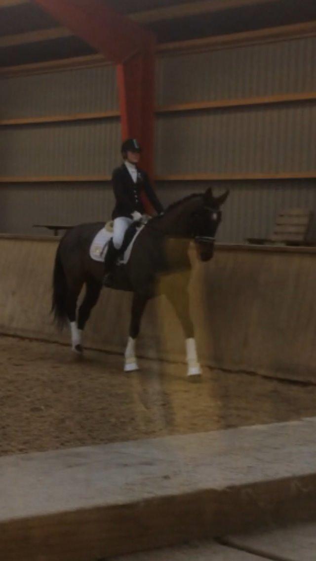 Dansk Varmblod Molly af Brorstrup billede 27