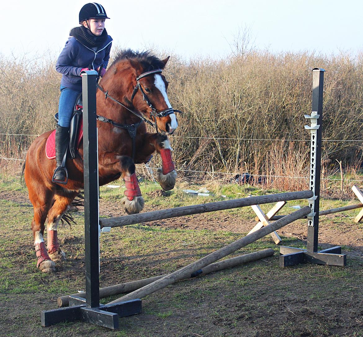 Anden særlig race Hesdalskær's Victoria - Marts 2014 | Spring, 70 cm ♥. billede 20