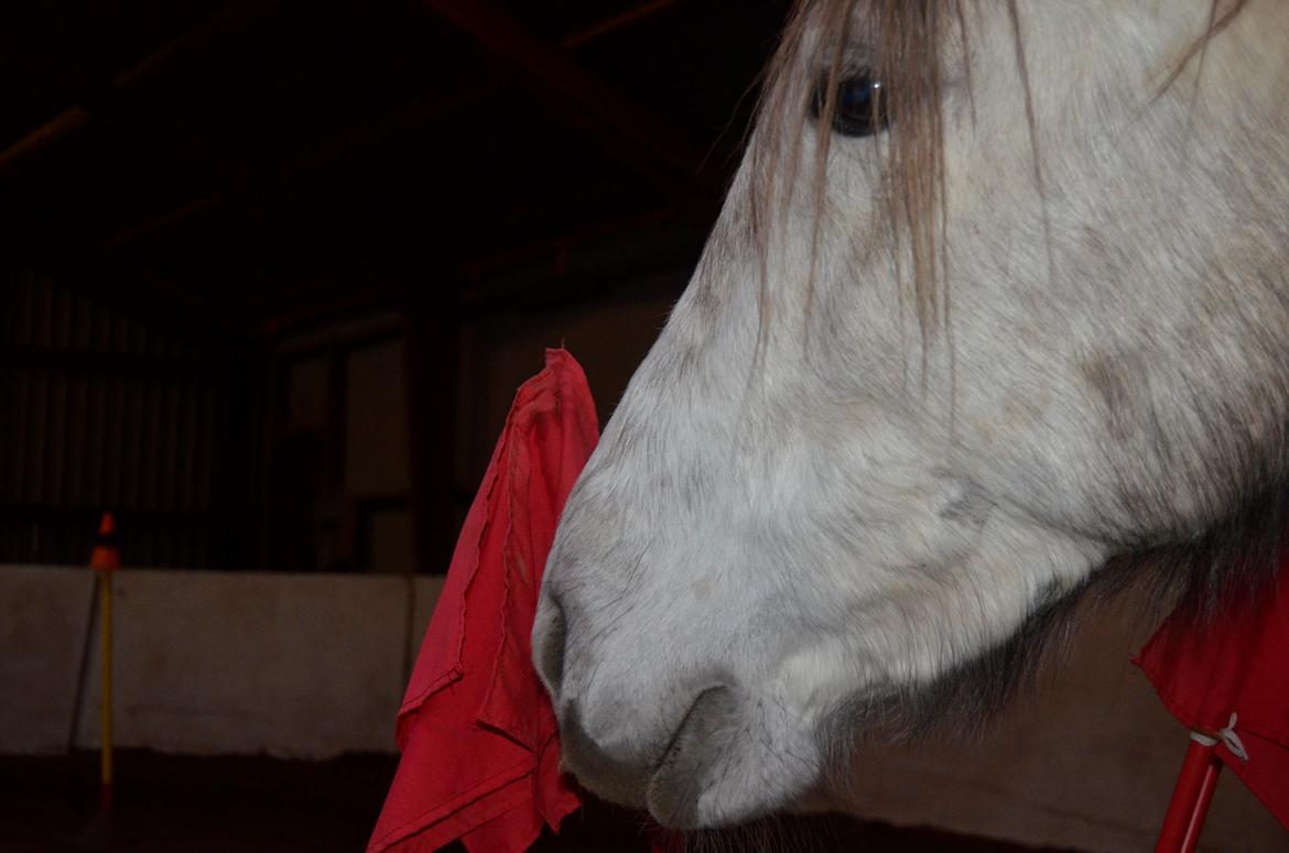 Anden særlig race Santo - Februar 2014 billede 7