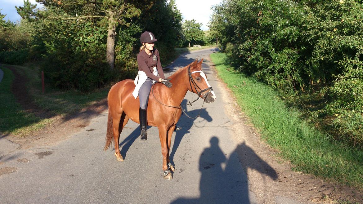 Hollandsk Sportspony Broderigårdens Nando (Gucci Nans) billede 50
