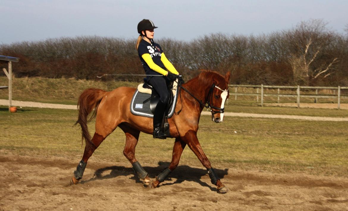 Hollandsk Sportspony Broderigårdens Nando (Gucci Nans) - Nando forår 10. marts 2014 billede 12