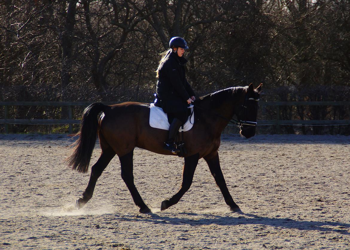 Oldenborg » Baxter - 2014. Velkommen til Baxter's profil. En af de første gange udenfor i det nye år. ♥ billede 13