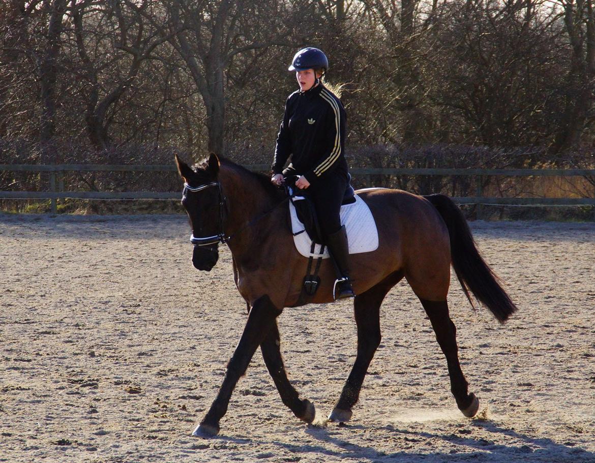 Oldenborg » Baxter - 2014. Velkommen til Baxter's profil. En af de første gange udenfor i det nye år. ♥ billede 1