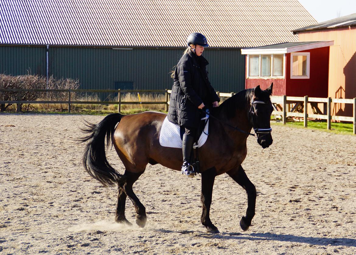 Oldenborg » Baxter - 2014. Velkommen til Baxter's profil. En af de første gange udenfor i det nye år. ♥ billede 11