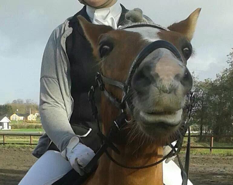 Haflinger Blue Star <3 - Look at me..? :D<3 billede 10