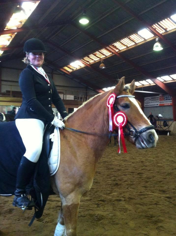 Haflinger Blue Star <3 - Første stævne sammen..<3 billede 8