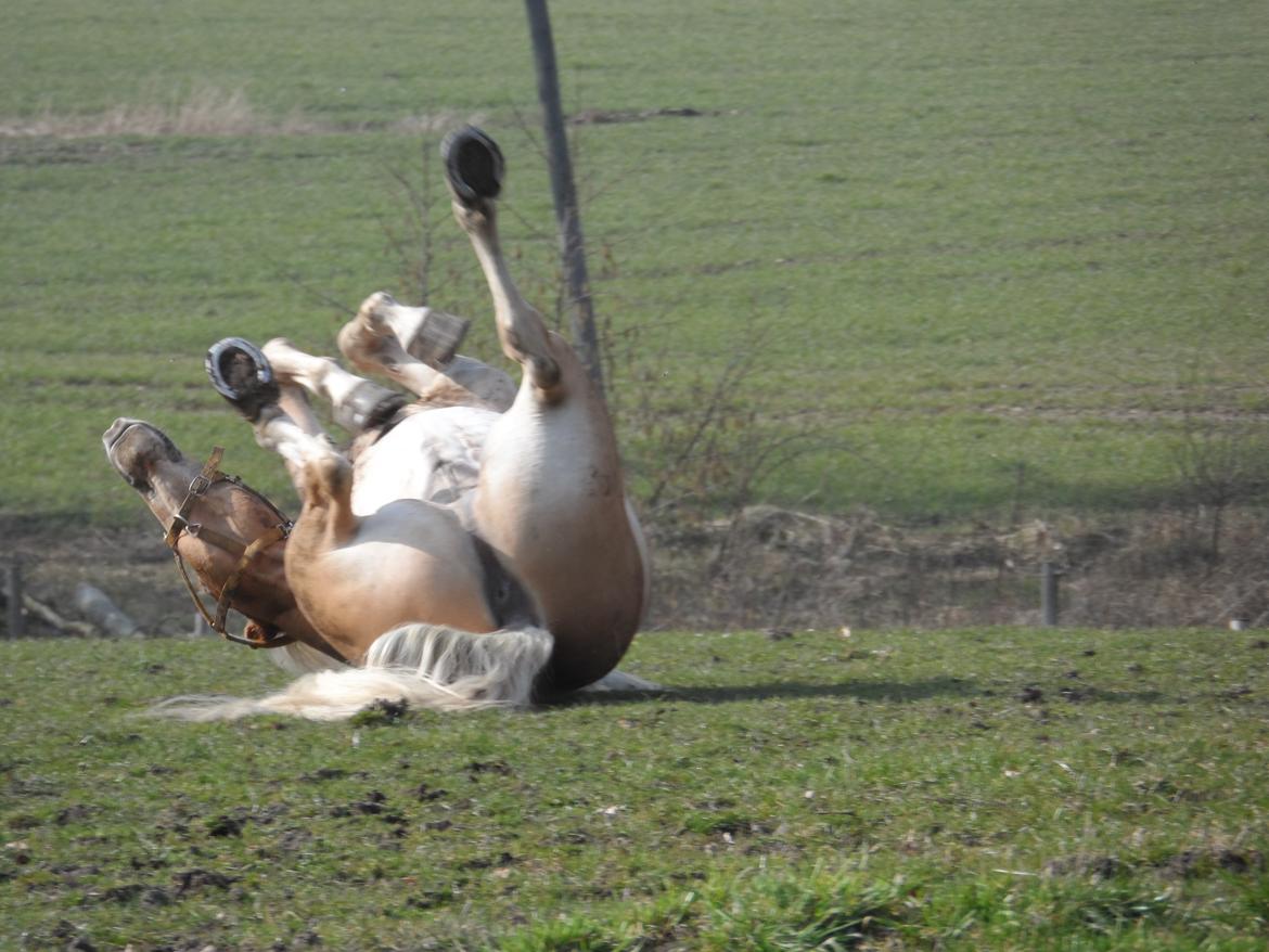 Haflinger Blue Star <3 - Dejlig at slippe lidt for dæknet! :D<3 billede 7