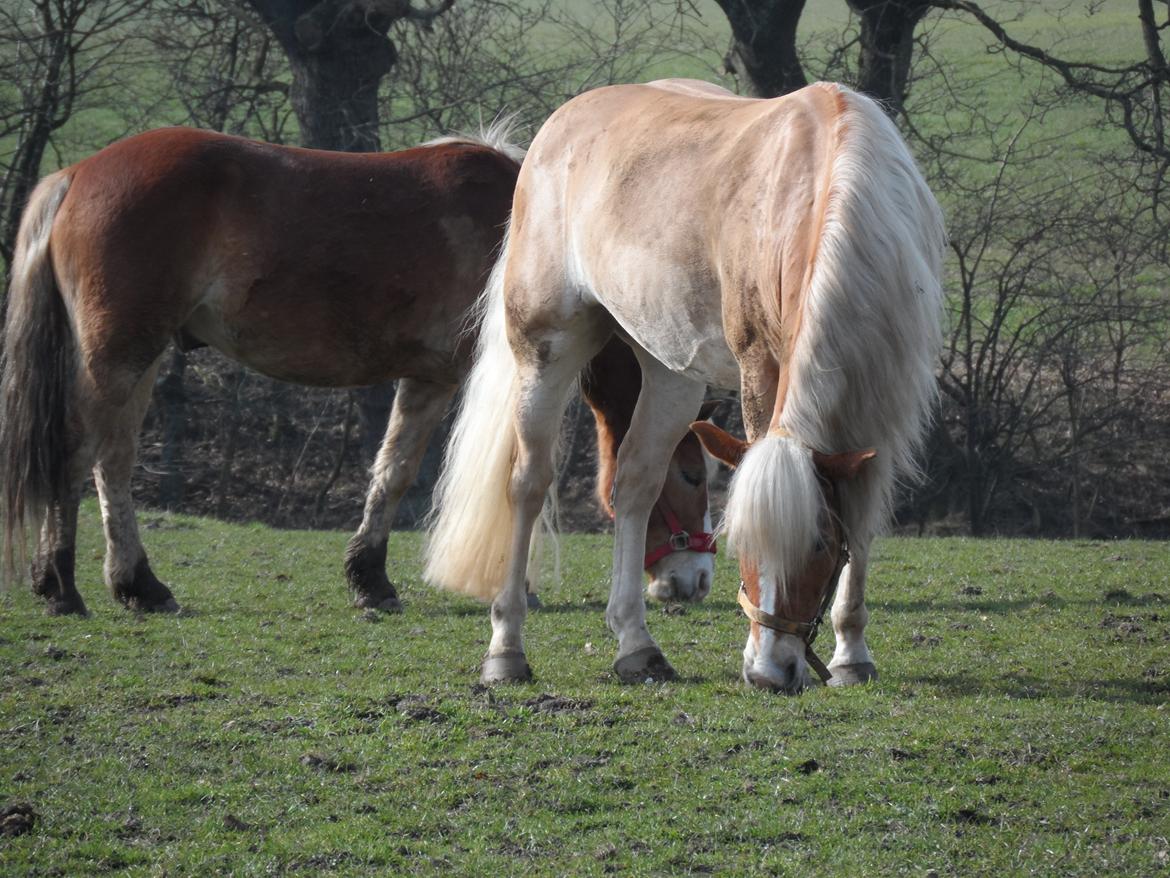 Haflinger Blue Star <3 - <3 billede 16