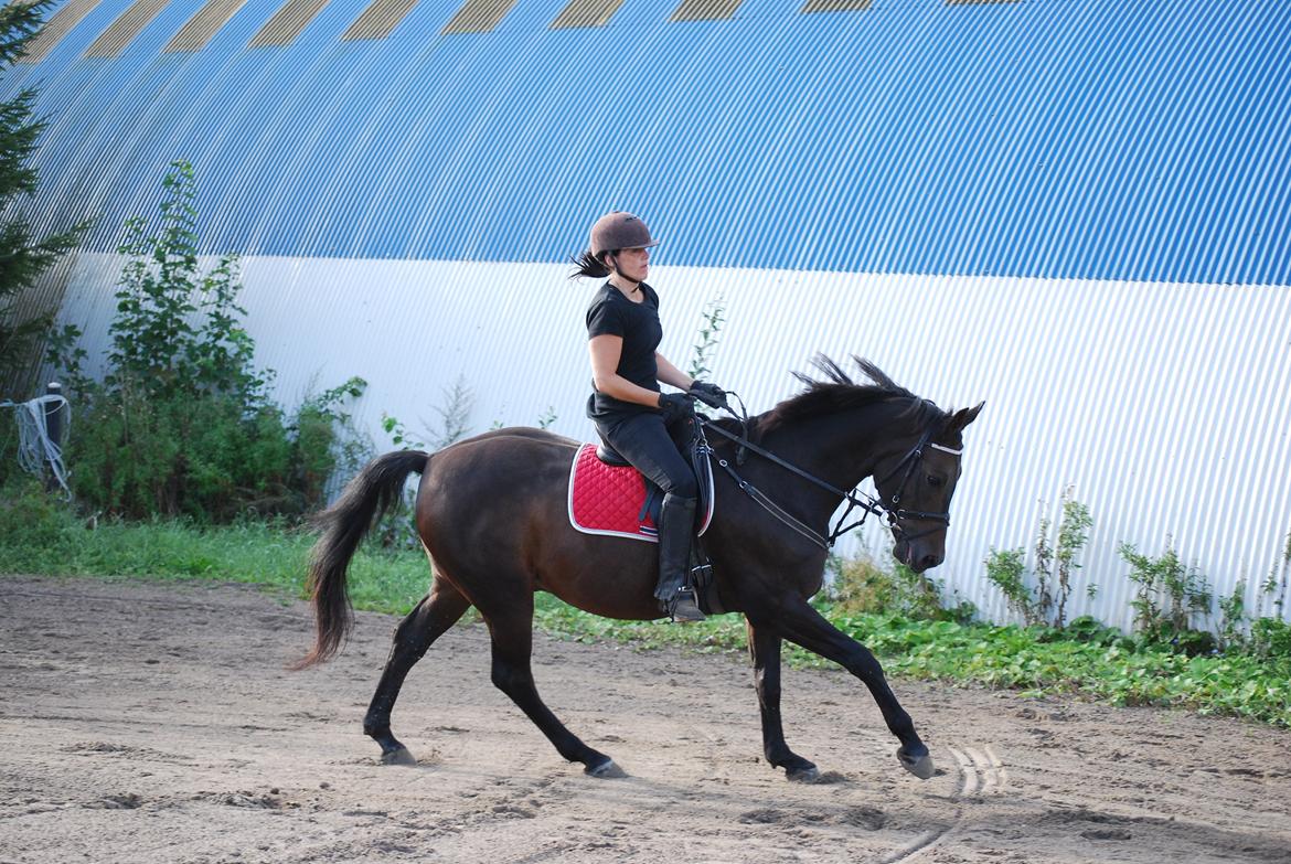 Dansk Varmblod GoldenEye<3<3<3 Himmelhest <3 billede 1