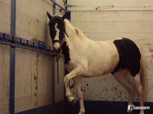 Pinto Molly-Malibu - Da jeg fik Molly<3 billede 1