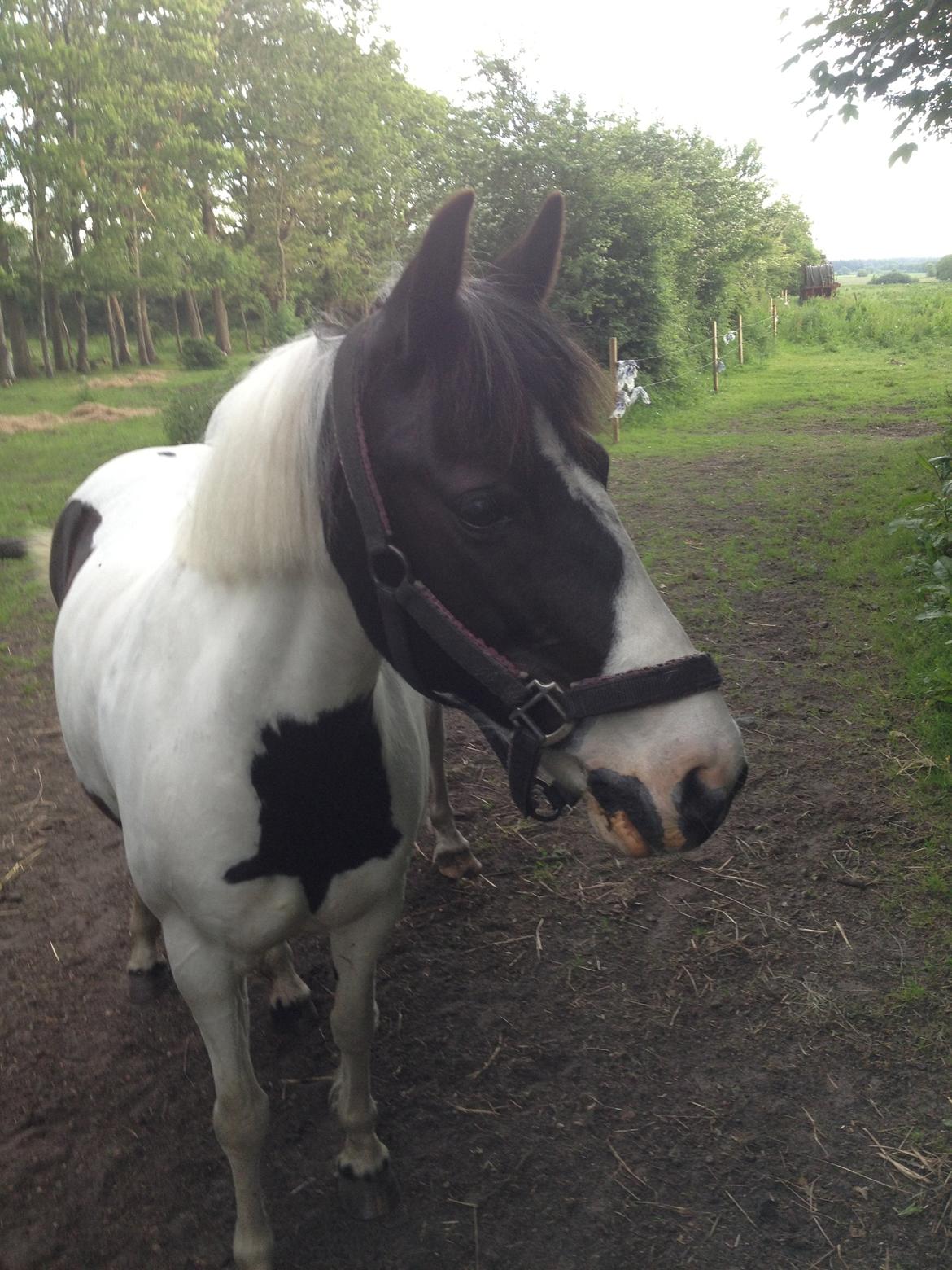 Pinto Molly-Malibu - Molly på en sommerdag.:)  billede 8