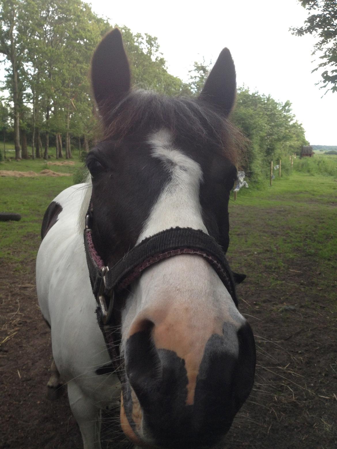 Pinto Molly-Malibu - Lille Molly.<3 billede 9